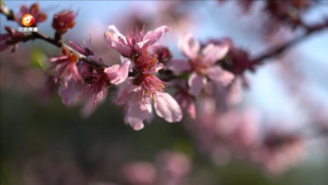 来徽州 上春山
春来桃花开 美景入画来