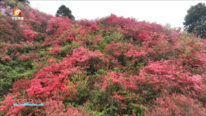 野生杜鹃迎春开  半山青翠半山红