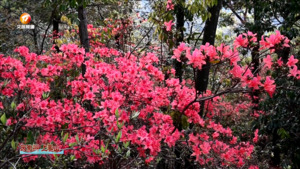 大洪古道杜鹃红 踏青赏花正当时