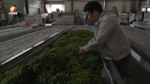 歙县：春茶订单多 茶企生产忙