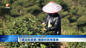 高山生态茶 铺就村民致富路