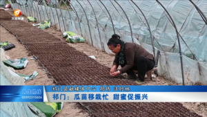 祁门：瓜苗移栽忙 甜蜜促振兴