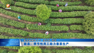 歙县：季节性用工助力春茶生产