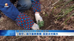 休宁：林下套种黄精 促进乡村振兴