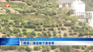 歙县：清凉峰下春茶香