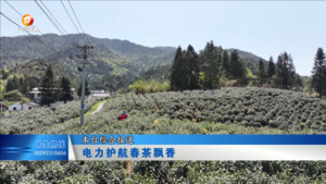 电力护航春茶飘香