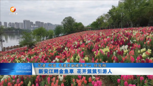 新安江畔金鱼草 花开簇簇引游人