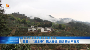 歙县：“滴水香”飘大谷运 四月茶乡不夜天