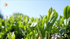 节气体验官 | 谷雨：一杯春茶里的乾坤奥秘