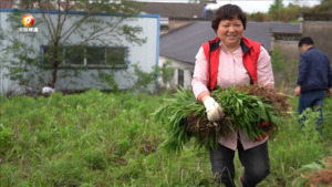 屯溪区：春季防控 清除“加拿大一枝黄花”