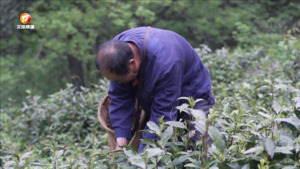 黟县:春茶采摘正当时 农民增收喜洋洋