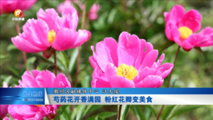 芍药花开香满园 粉红花瓣变美食