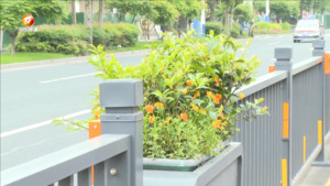 文明赏花莫伸手