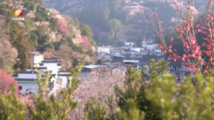 卖花渔村：乡村振兴有“花路”