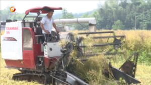 休宁：万亩油菜喜丰收 新型收割助增产