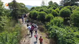 黄山区：以桑为媒 助力乡村振兴