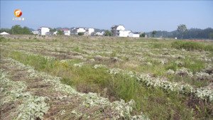 艾草飘香 助力乡村振兴