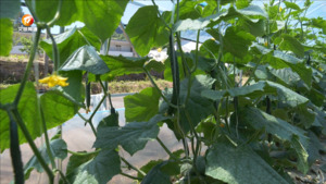 休宁：“小蔬菜”俏销杭州“大市场”