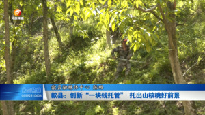 歙县：创新“一块钱托管”  托出山核桃好前景