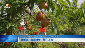 徽州区：红油桃争“鲜”上市