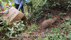 黄麂误闯民宅 警民联手放归