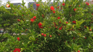 休宁：石榴花开别样红
