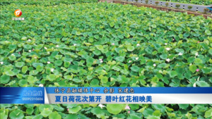 夏日荷花次第开 碧叶红花相映美