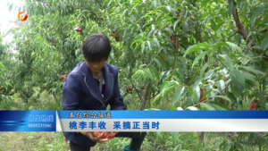 桃李丰收  采摘正当时