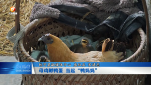 母鸡孵鸭蛋 当起“鸭妈妈”