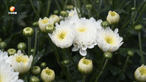 休宁：六月菊花香 夏日好风光