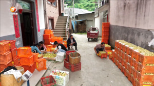歙县：李子采摘喜丰收 助农增收产业兴