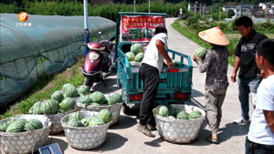 祁门：大棚西瓜 甜蜜上市