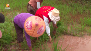 抢晴补种 农技专家田间忙指导