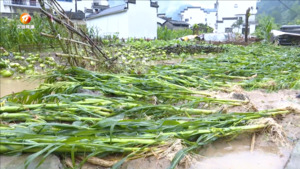 休宁县蓝田镇全力以赴防汛救灾