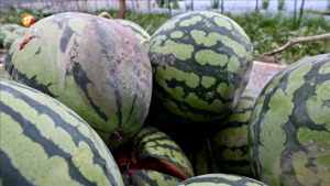 祁门：西瓜种植基地被淹  瓜农开展生产自救