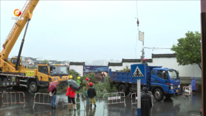 树木倒塌有隐患 冒雨清理保安全