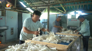 黄山区：竹荪丰收撑开“致富伞”