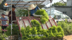 池州秧苗驰援徽州区 重振农民种粮信心