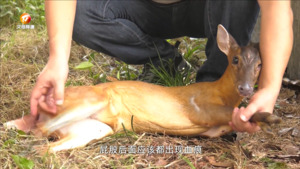 黄麂闯入办公场所  林业部门及时救助