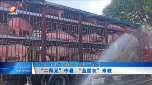 “二师兄”中暑 “蓝朋友”来救