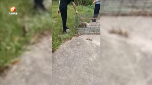 休宁：猪獾误闯农家  警民联手放生