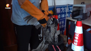 居民发现白鹇  第一时间送往社区