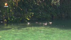 休宁：山清水秀新安源 夏日野鸭成群游