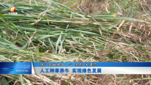 人工种草养牛 实现绿色发展