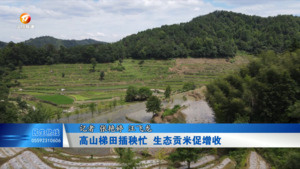高山梯田插秧忙 生态贡米促增收