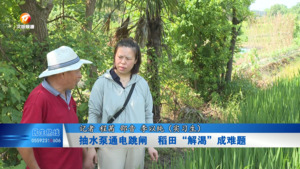 抽水泵通电跳闸  稻田“解渴”成难题