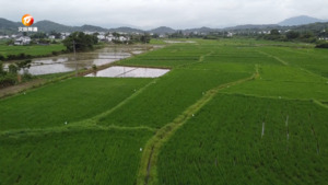黄山区：水稻“绿色防控” 科学管理助增收
