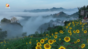 歙县：向日葵灿烂盛放 花海云海美如画