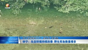 休宁：生态环境持续改善 野生军鱼数量增多