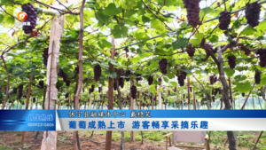 葡萄成熟上市 游客畅享采摘乐趣